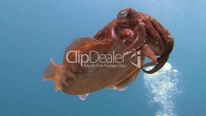 The mating of Pharaoh cuttlefish dancing in the Andaman sea near Thailand