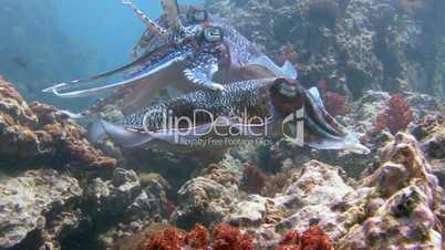 The mating of Pharaoh cuttlefish dancing in the Andaman sea near Thailand
