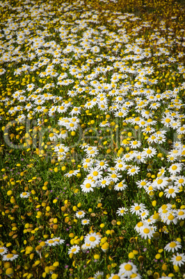 Field of daisies