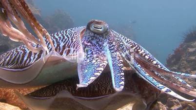 The mating of Pharaoh cuttlefish dancing in the Andaman sea near Thailand