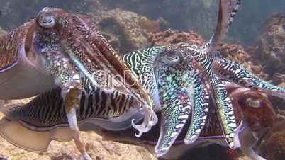 The mating of Pharaoh cuttlefish dancing in the Andaman sea near Thailand