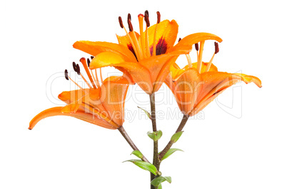 Orange lilies