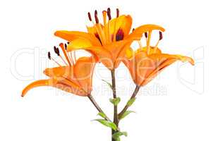 Orange lilies