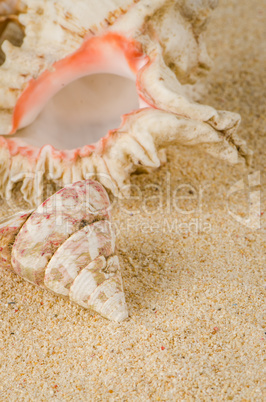 Conchs and shells