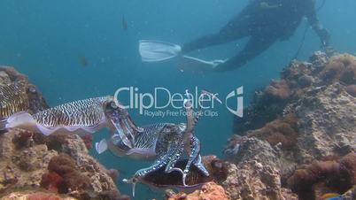 Courtship dances of Pharaoh cuttlefish for one of the divers in the Andaman sea near Thailand