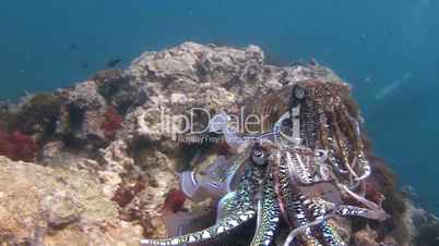 The mating of Pharaoh cuttlefish dancing in the Andaman sea near Thailand