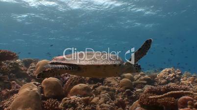 Underwater photographer shooting a Hawksbill turtle hovering over a reef near the Maldives
