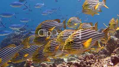 A gaggle of amazing fish sweetlips on the reef near the Maldives