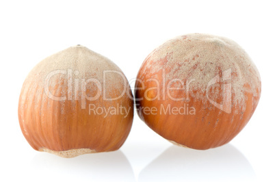 Two hazelnuts