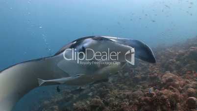 Great diving with manta rays in the Indian ocean near the Maldives