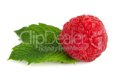 Ripe red raspberry