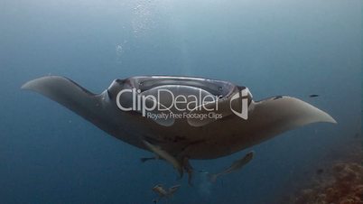 Great diving with manta rays in the Indian ocean near the Maldives