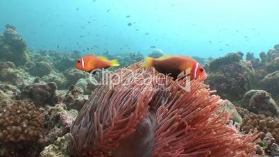 Symbiosis of clown fish and anemones in the background of manta rays in the Indian ocean near the Maldives