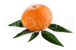 Fresh orange mandarin