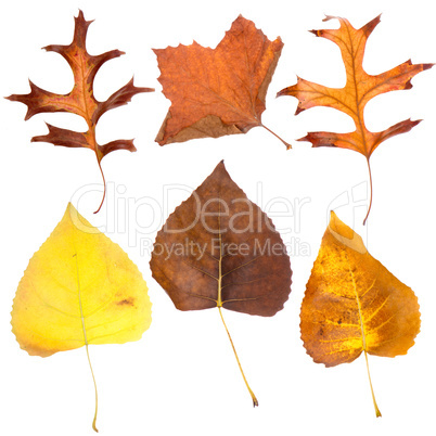 Six fall leaves