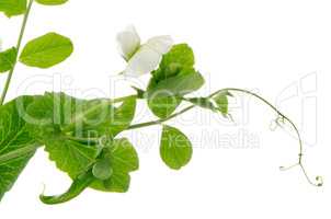 Branches and flower of green pea