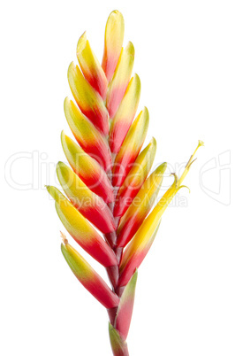 Bromelia Flower