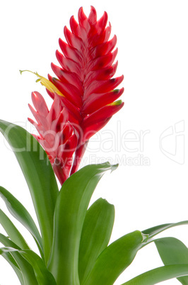 Bromelia Flower