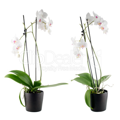 Beautiful white orchid in a flowerpot