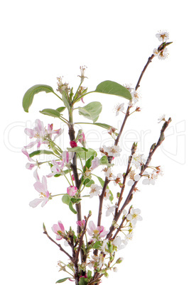 Closeup of Apple blossoms