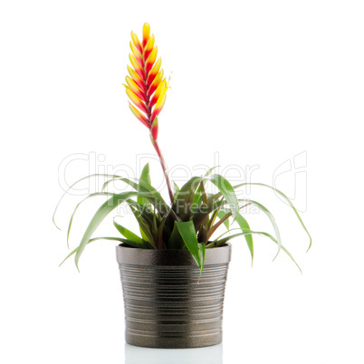 Bromelia Flower