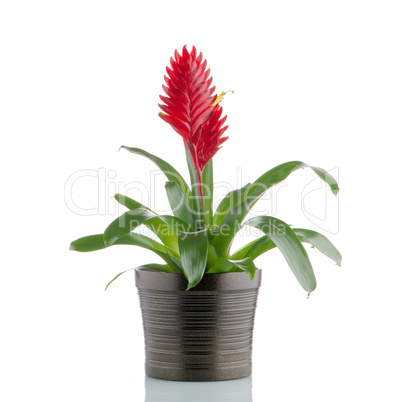 Bromelia Flower