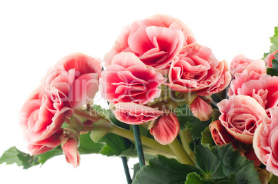 Pink begonia flowers