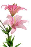 Pink lilies