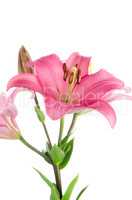 Pink lilies