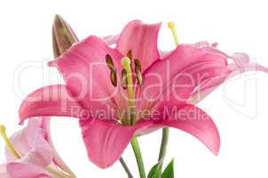 Pink lilies