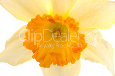 Jonquil flower