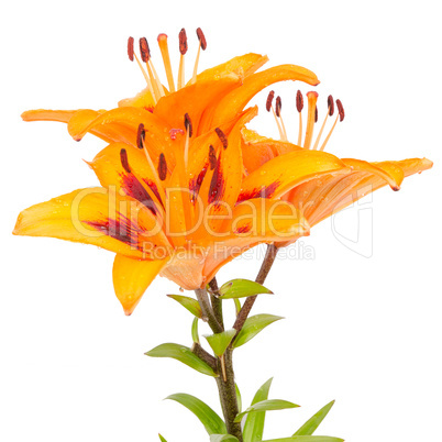 Orange lilies