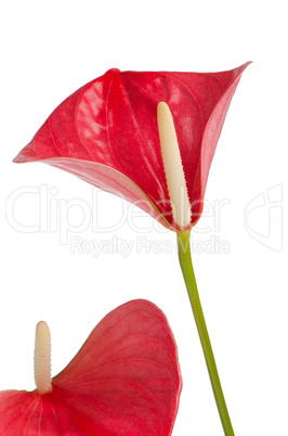 Beautiful Anthedesia anthurium