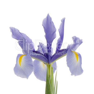 Purple lily flower