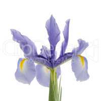 Purple lily flower