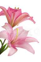 Pink lilies