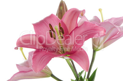 Pink lilies