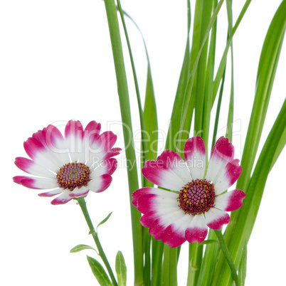 Beautiful pink flowers and green grass