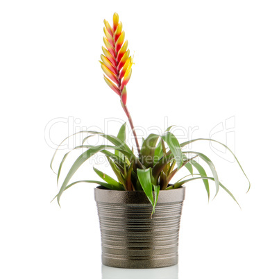 Bromelia Flower