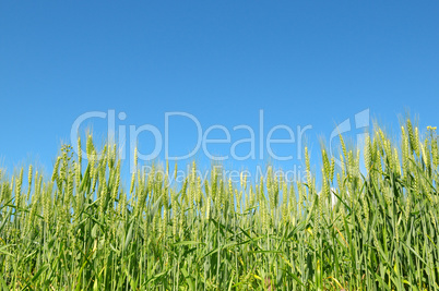 wheat field and blue sky