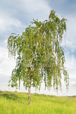 white birch on sky background