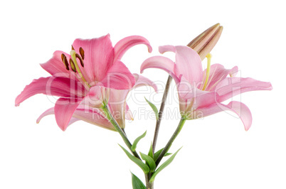 Pink lilies