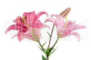 Pink lilies