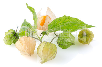 Physalis