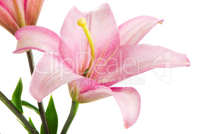 Pink lilies