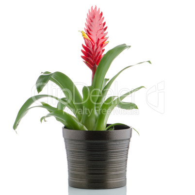 Bromelia Flower