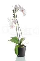 Beautiful white orchid in a flowerpot