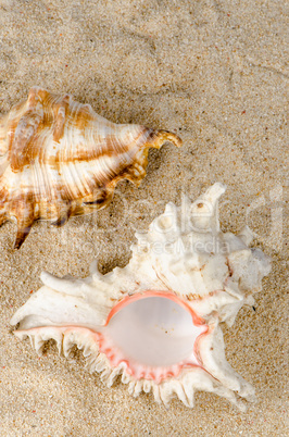 Conchs and shells