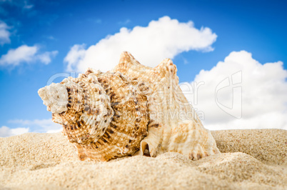 Conch shell