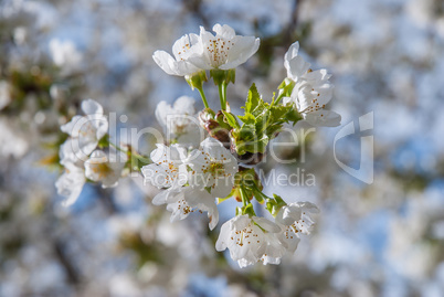 Blooming tree at spring